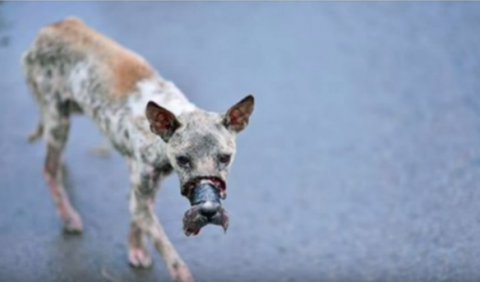 Неравнодушные люди спасли пса Лаки который испытал ужасное обращение с собой