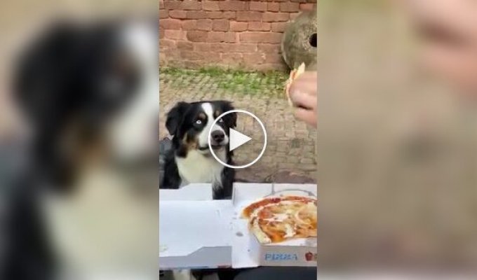 Глаза собаки расширяются при виде кусочка пиццы