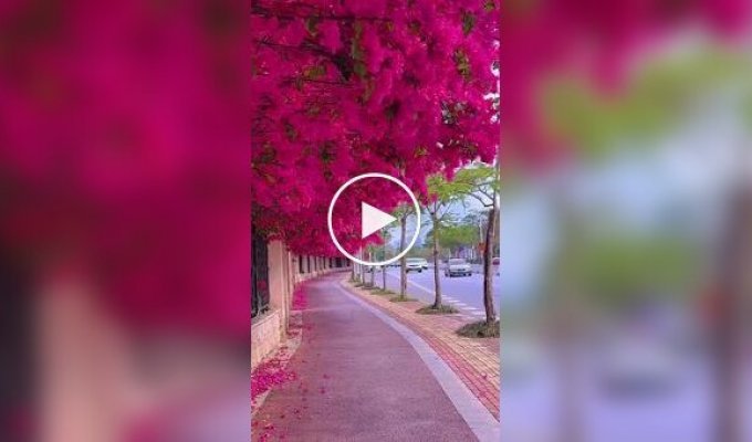 Bright bougainvillea on the street of the Chinese city of Nanning