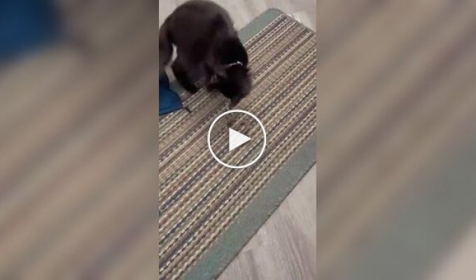Кот принес домой змею