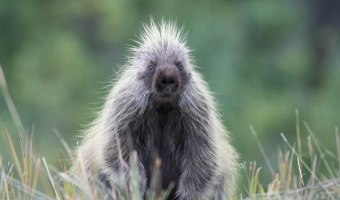 The most prickly animals in the world (17 photos)