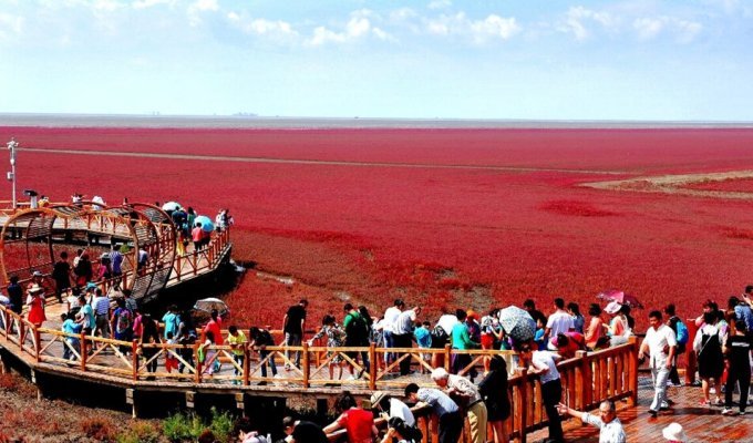 Red beach in China: you can’t sunbathe, you can only admire (6 photos)