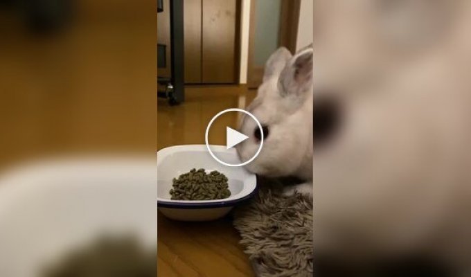 It’s tastier this way: the rabbit knocked over a bowl of food