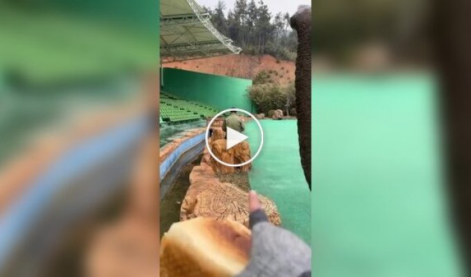 Мужчина научил слона забавному трюку
