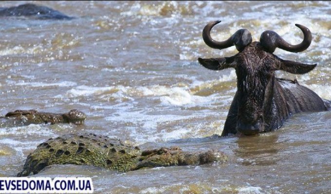 Как антилопы гну переходят реку (6 фото)