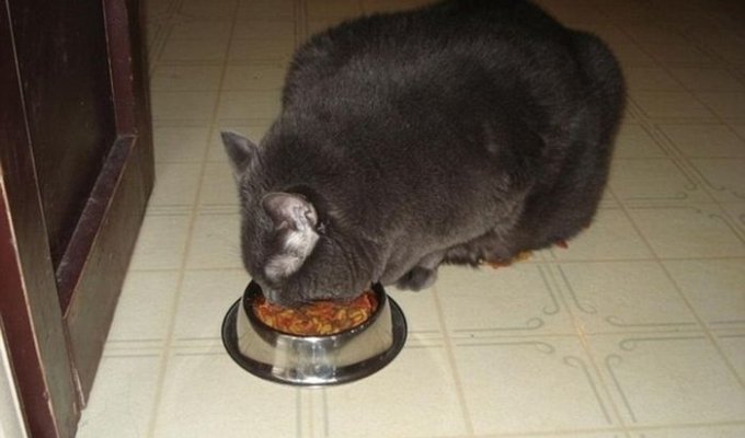 Кот смог похудеть (9 фото)