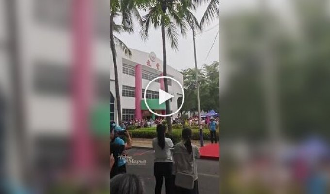 A schoolgirl deftly climbed a palm tree