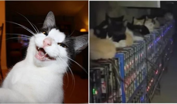 Коты против майнеров: как бездомные животные остановили криптоферму в Китае (5 фото)