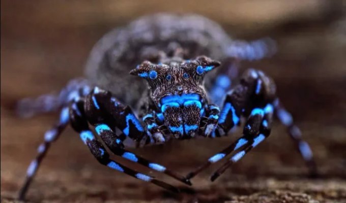 Africa's Lost World: Biologists Discover Dozens of Unknown Creatures in Angola (3 photos)