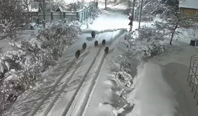 Wild boars walked around the holiday village (2 photos + 1 video)