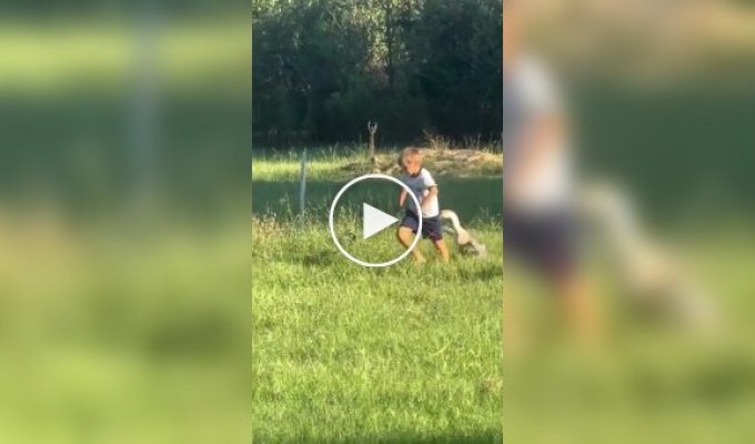 Boy vs. goose