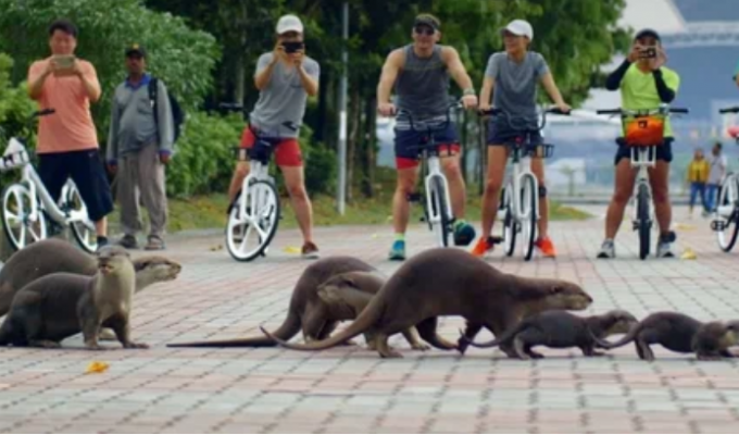 Otters are driving Singaporeans out of the city and eating millions (6 photos)