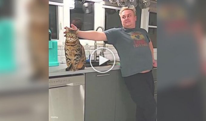 The owner makes fun of his cat