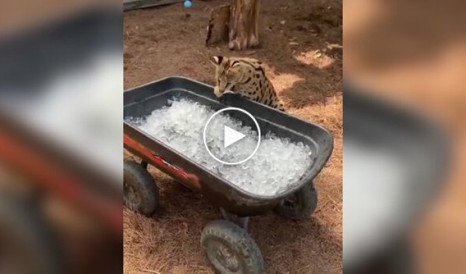 A serval's first encounter with ice