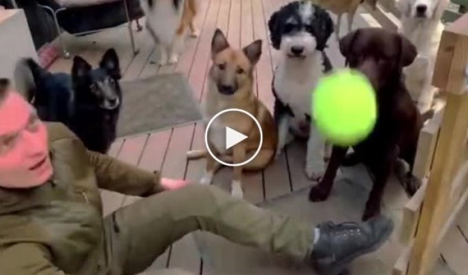 Showed a dog ball trick