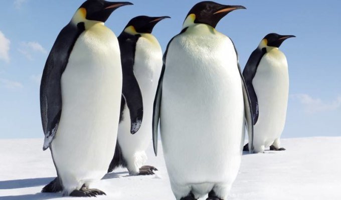 Как задушить пингвина (1 фото)