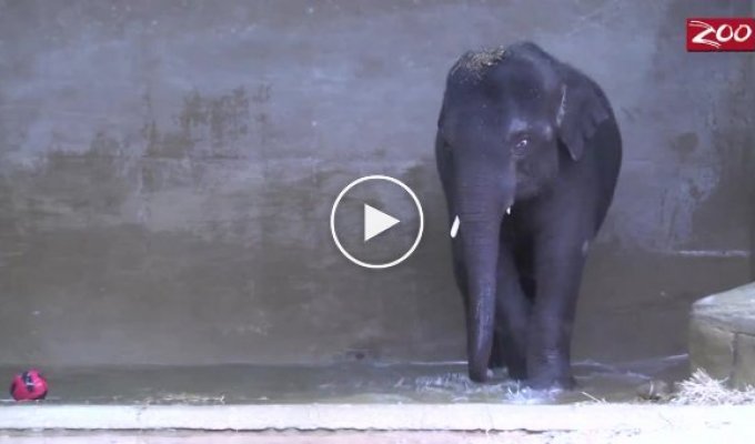 Необычное увлечение слона