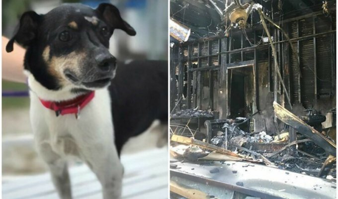 Храбрый пес спас хозяев от пожара, пожертвовав своей жизнью (6 фото + 1 видео)