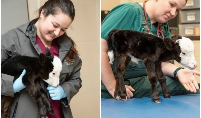 Самый маленький бычок в мире, родившийся в США, по размерам не больше кошки (5 фото)