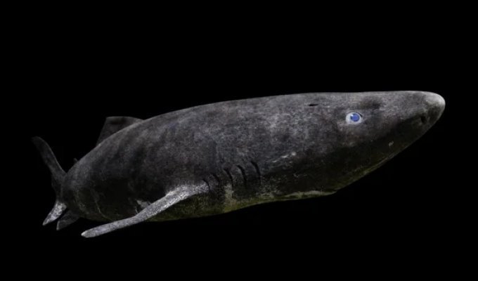 A new discovery explains the "immortality" of Greenland sharks (4 photos + 1 video)