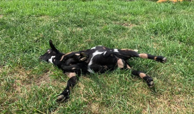 Обморочные козы: они вырубаются от любого чиха (6 фото)