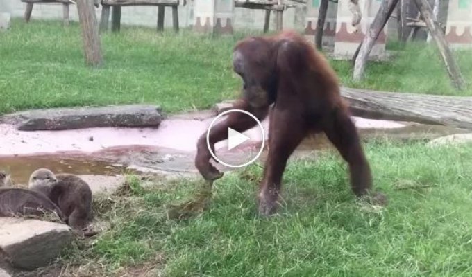 Орангутан пожалел, что пристал к выдрам