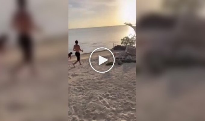 Рыба-пила попыталась атаковать собак на берегу