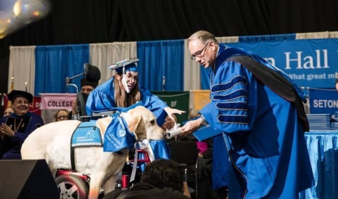 The dog graduated from the university with the owner and received her own diploma (3 photos + 1 video)