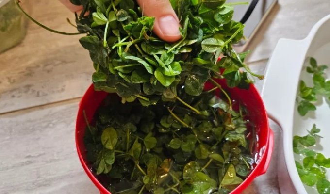 Abnormal luck: Redditor collected a collection of 463 four-leaf clovers in 1 hour (7 photos)