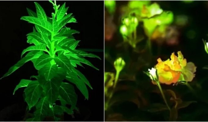 Фотосинтез вместо лампочки: китайские ученые решили освещать города светящимися цветами (3 фото + 1 видео)