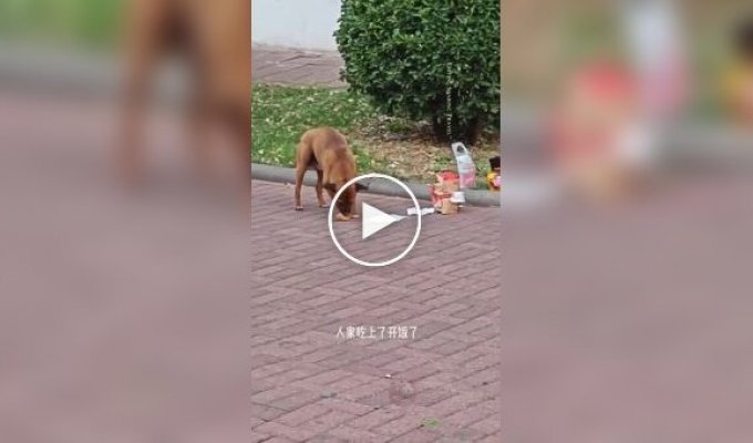 Кошки и собаки воруют заказы с едой