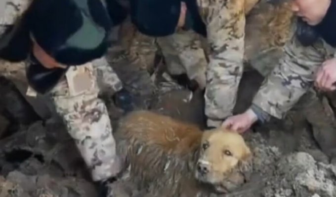 A golden retriever who spent 30 hours under rubble was rescued in China (4 photos + 1 video)
