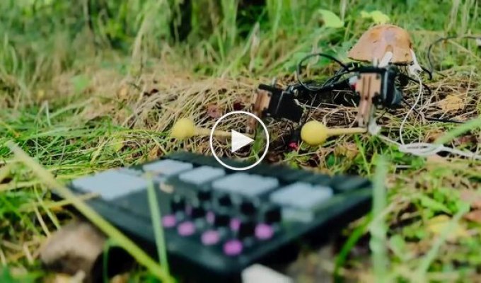 Гриб играет на пианино