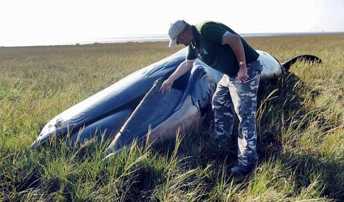 Мертвый кит в степях Англии (3 фотографии)