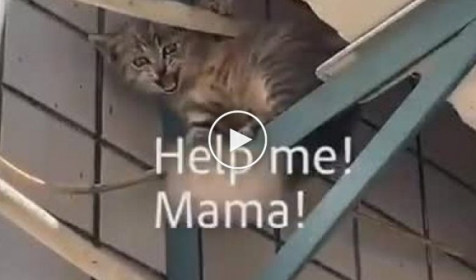 Мама-кошка спасла своего котенка, который оказался в ловушке на высоте