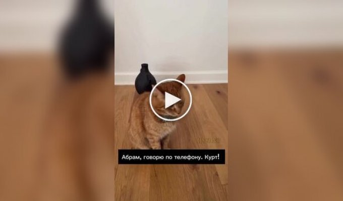 Американец придумал телефон для кошек, чтобы наблюдать за ними