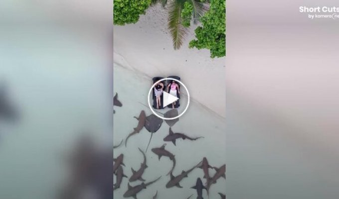 Туристки устроили необычный отдых среди акул