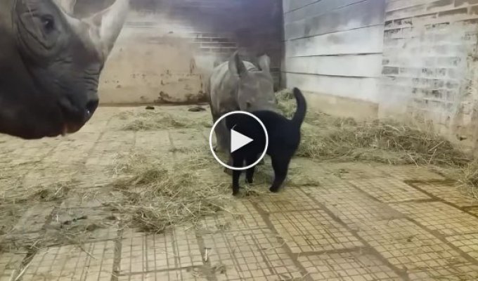 Котик пытается подружиться с семейством носорогов