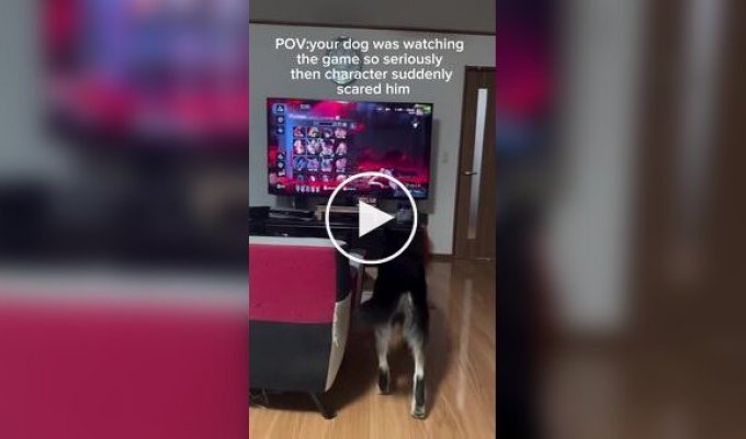 Funny dog ​​reactions to TV characters