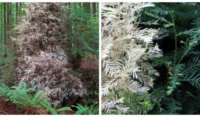 Albino redwood tree – a mysterious inhabitant of Californian forests (6 photos)