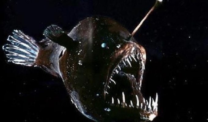 Глубоководный морской чёрт — одно из самых уродливых животных на планете (2 фото)