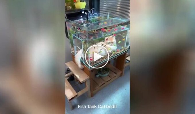 A bed with an aquarium allows cats to "swim" among the fish without getting their paws wet