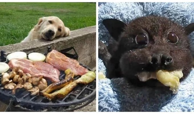 30 поводов начать неделю с позитива (31 фото)