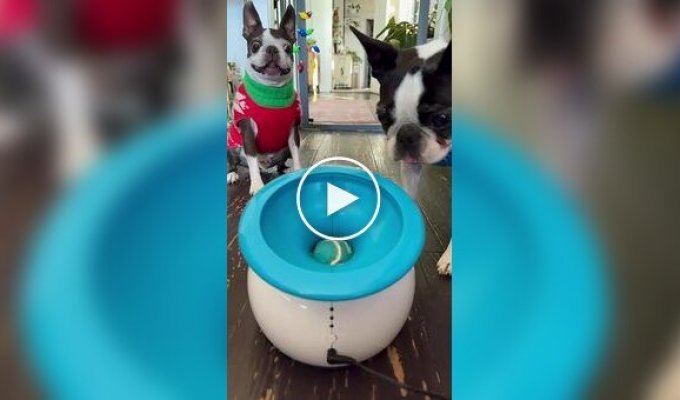 Пес любить ловити м'ячик