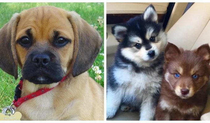 26 incredibly cute mixed-breed puppies that you will definitely want to settle at home (27 photos)