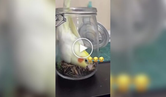 Птичка в банке