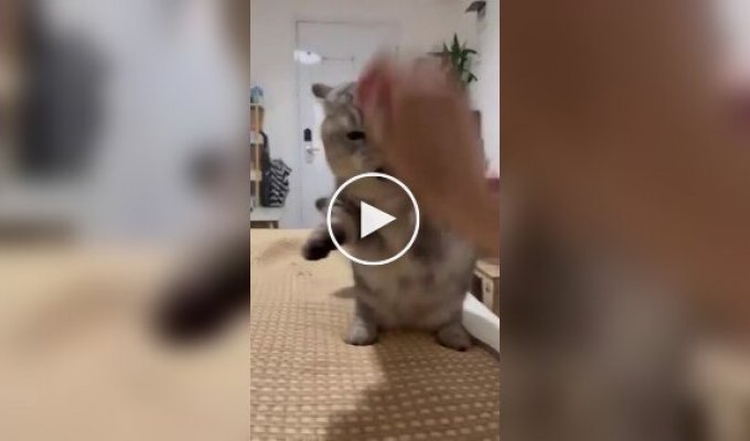 A funny fight between a cat and the owner's hand