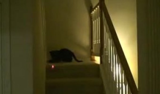 Котик играет с лазером