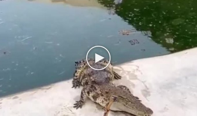 Сучасний метод розгону крокодилів