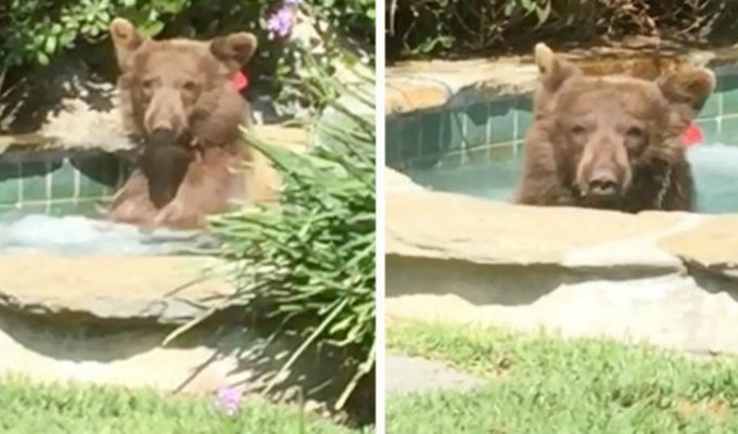 Медведь пробрался в джакузи жителя США и выпил его коктейль (3 фото + 1 видео)
